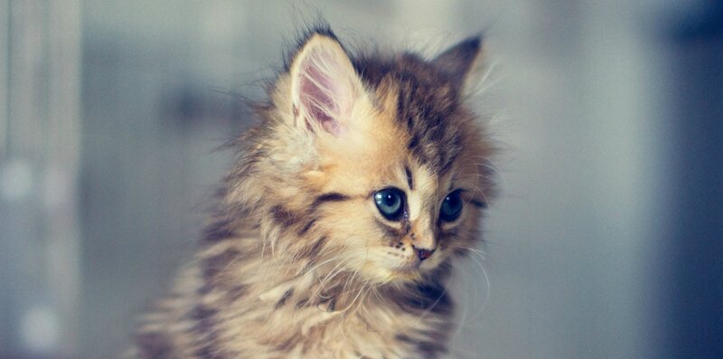 Fluffy Kitten with Blue Eyes — Brown, Calm, Photograph, Blue Eyes
