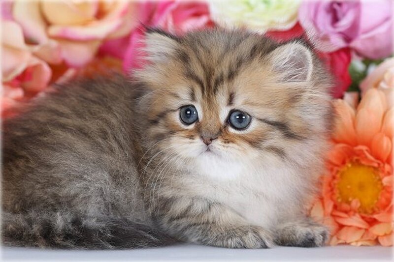 Fluffy Kitten with Blue Eyes — Brown, Calm, Photograph, Flowers, Cat