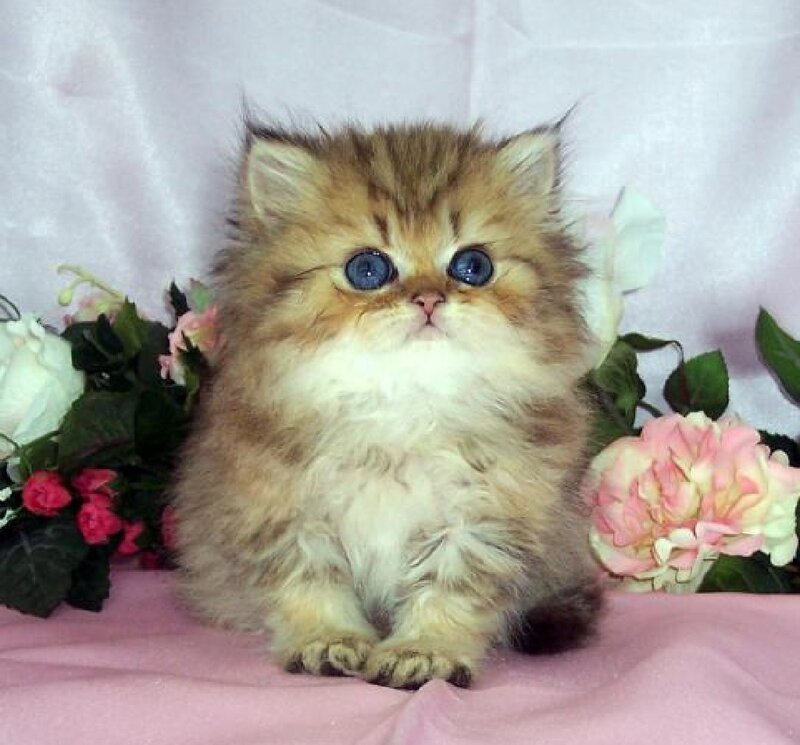 Fluffy Kitten with Blue Eyes — Brown, Calm, Photograph, Flowers