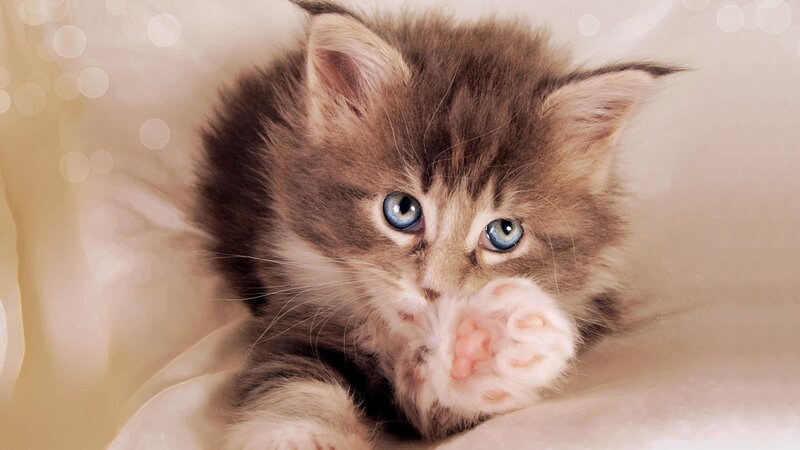 Fluffy Kitten with Blue Eyes — Brown, Calm, Photograph, Paw, Fabric