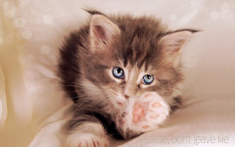 Fluffy Kitten with Blue Eyes — Brown, Calm, Photograph, Paw, Fabric, White