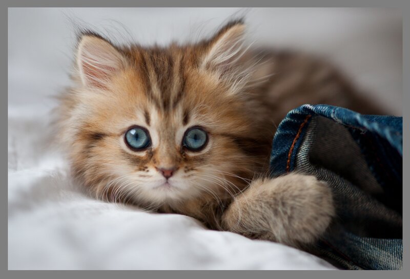 Fluffy Kitten with Blue Eyes — Brown, Calm, Photograph