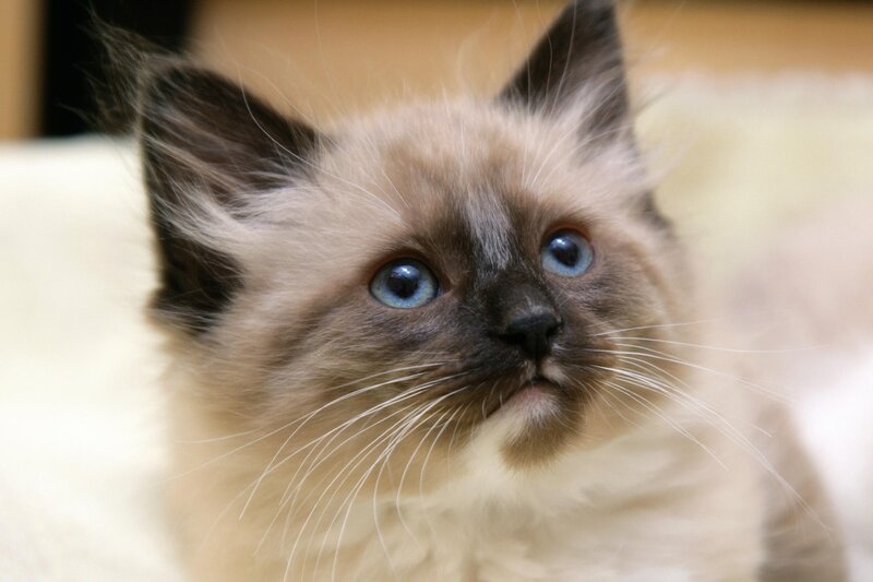 Fluffy Kitten with Blue Eyes — Brown, Calm, Photograph, Whiskers