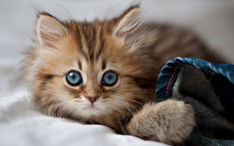 Fluffy Kitten with Blue Eyes — Brown, Calm, Photograph, White Blanket, Jeans