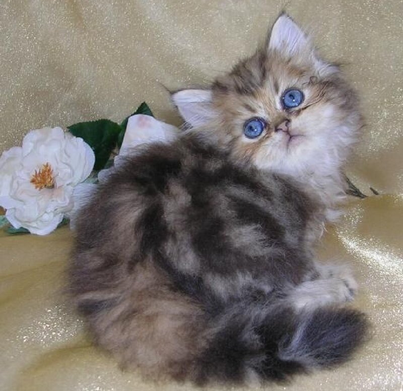 Fluffy Kitten with Blue Eyes — Brown, Calm, Photograph, White Flower