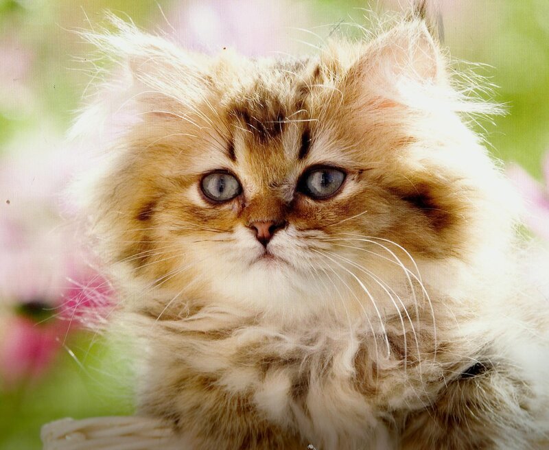 Fluffy Kitten with Blue Eyes — Brown, Calm, Spring