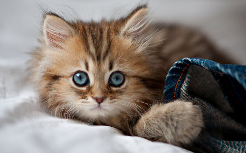 Fluffy Kitten with Blue Eyes — Brown, Calm