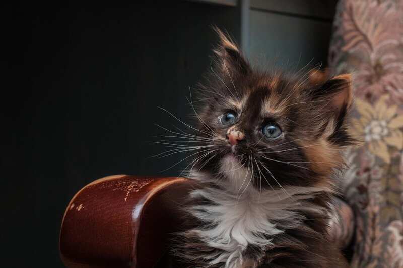 Fluffy Kitten with Blue Eyes — Brown, Curious, Photograph