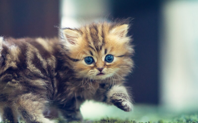 Fluffy Kitten with Blue Eyes — Brown, Curious