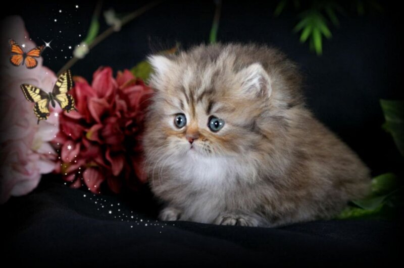 Fluffy Kitten with Blue Eyes — Brown, Dramatic