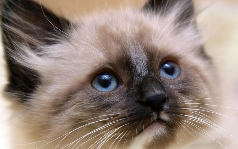 Fluffy Kitten with Blue Eyes — Brown, Innocent, Photograph