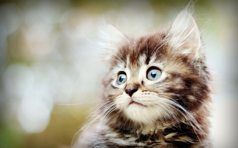 Fluffy Kitten with Blue Eyes — Brown, Innocent, Photograph, Whiskers