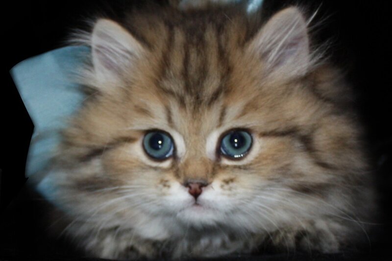 Fluffy Kitten with Blue Eyes — Brown, Innocent