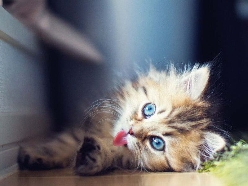 Fluffy Kitten with Blue Eyes — Brown, Playful, Photograph, Tongue