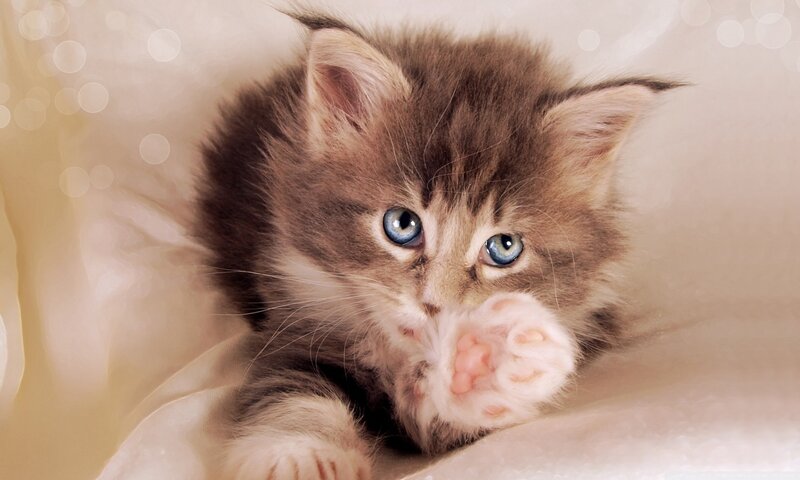 Fluffy Kitten with Blue Eyes — Brown