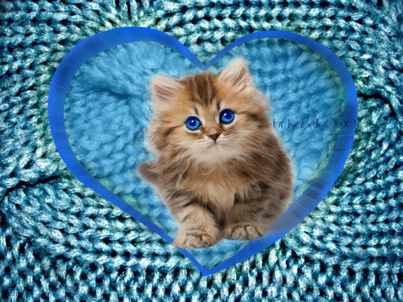Fluffy Kitten with Blue Eyes — Calm