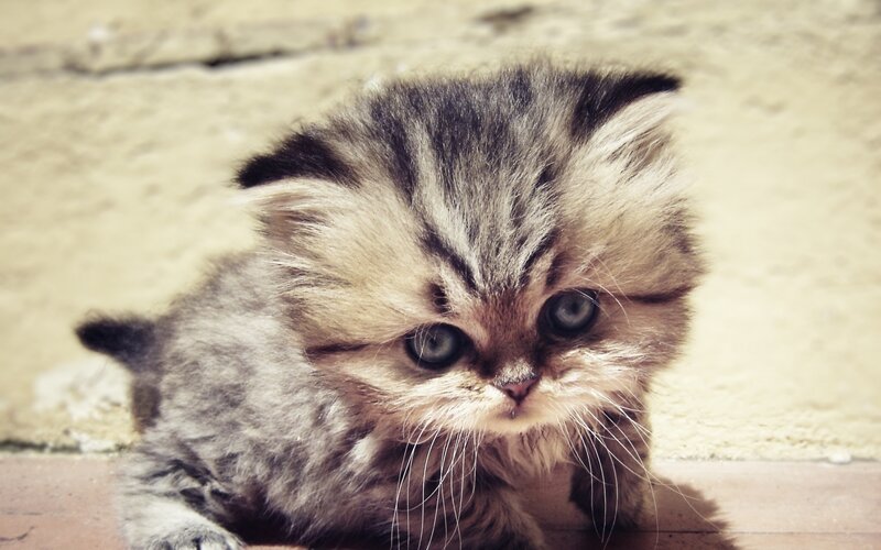 Fluffy Kitten with Blue Eyes — Gray, Calm, Afternoon