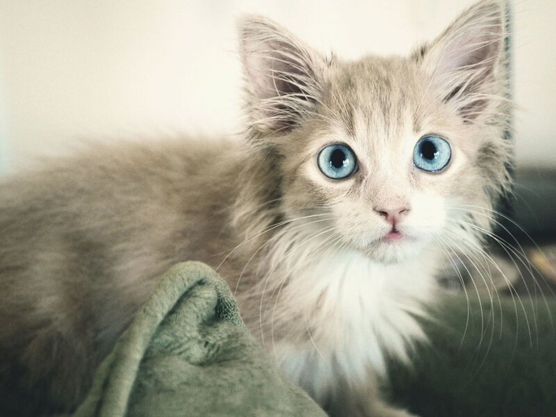 Fluffy Kitten with Blue Eyes — Gray, Calm