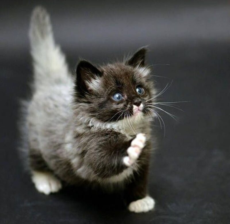 Fluffy Kitten with Blue Eyes — Gray, Curious