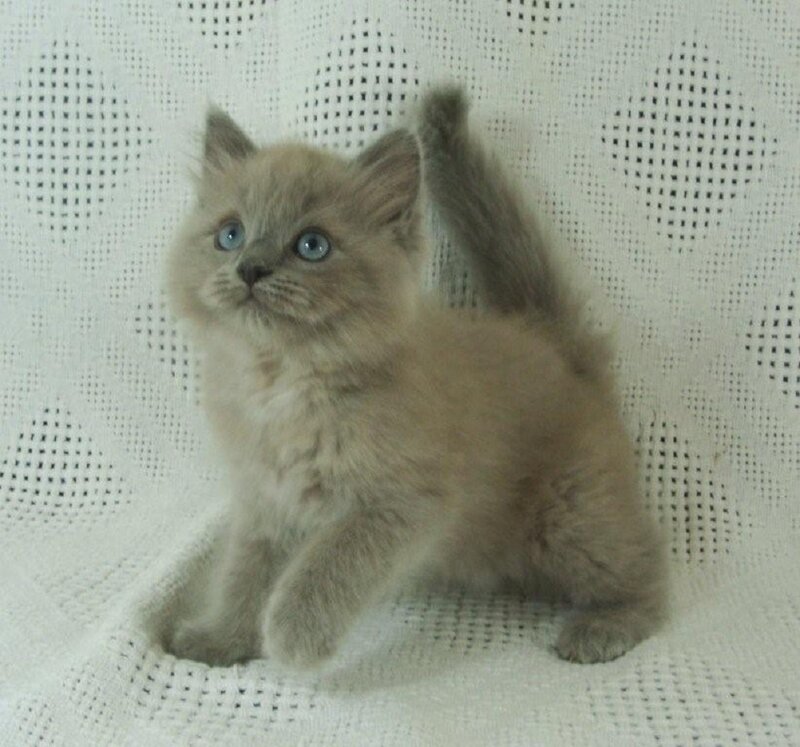 Fluffy Kitten with Blue Eyes — Gray, Innocent