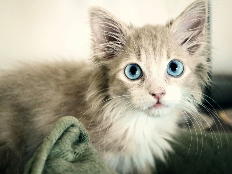 Fluffy Kitten with Blue Eyes — Gray