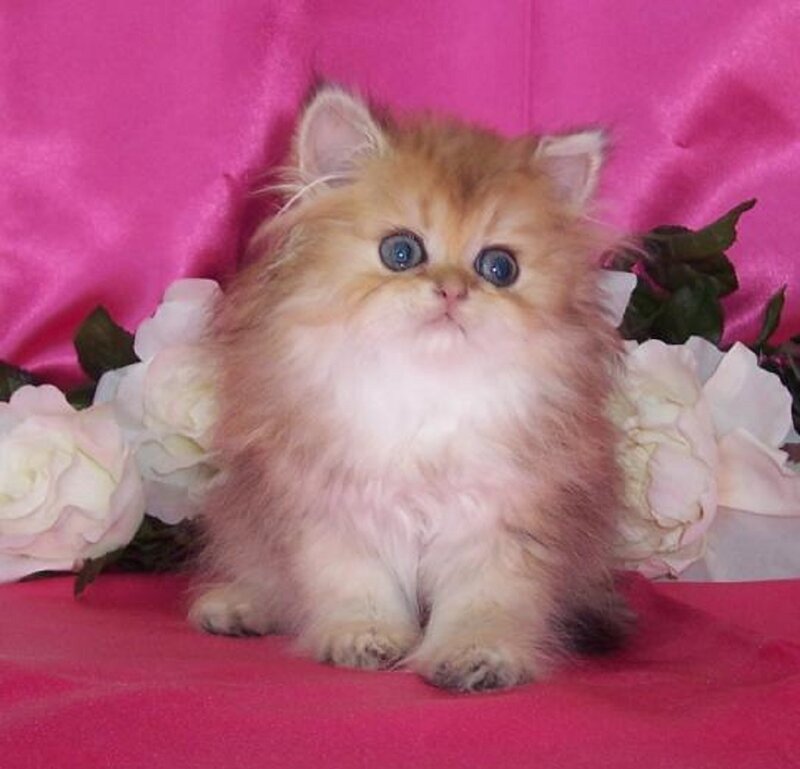 Fluffy Kitten with Blue Eyes — Pink, Calm