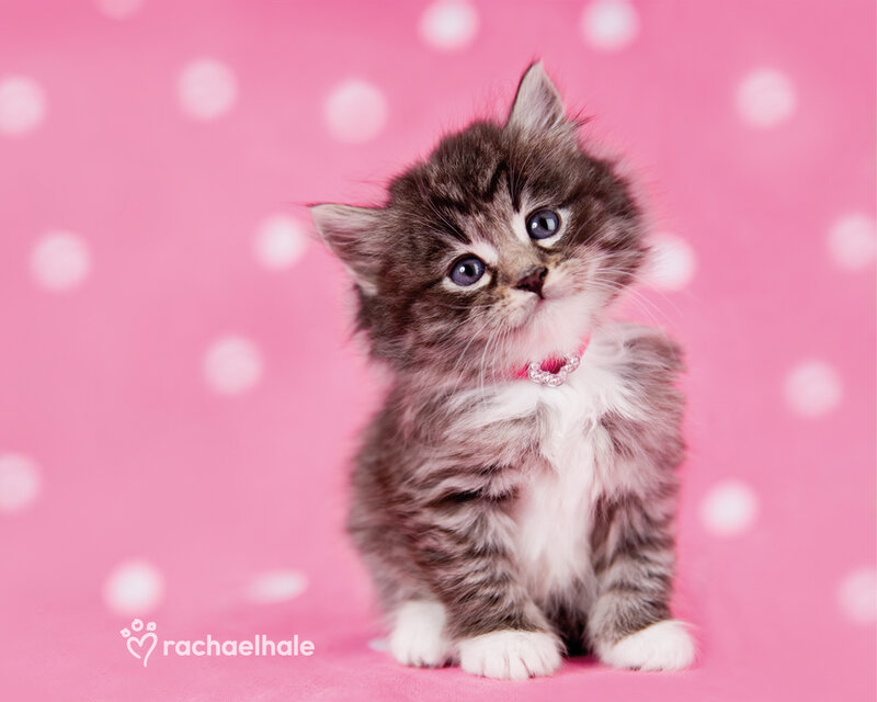 Fluffy Kitten with Blue Eyes — Pink, Innocent