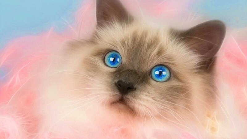 Fluffy Kitten with Blue Eyes — Pink