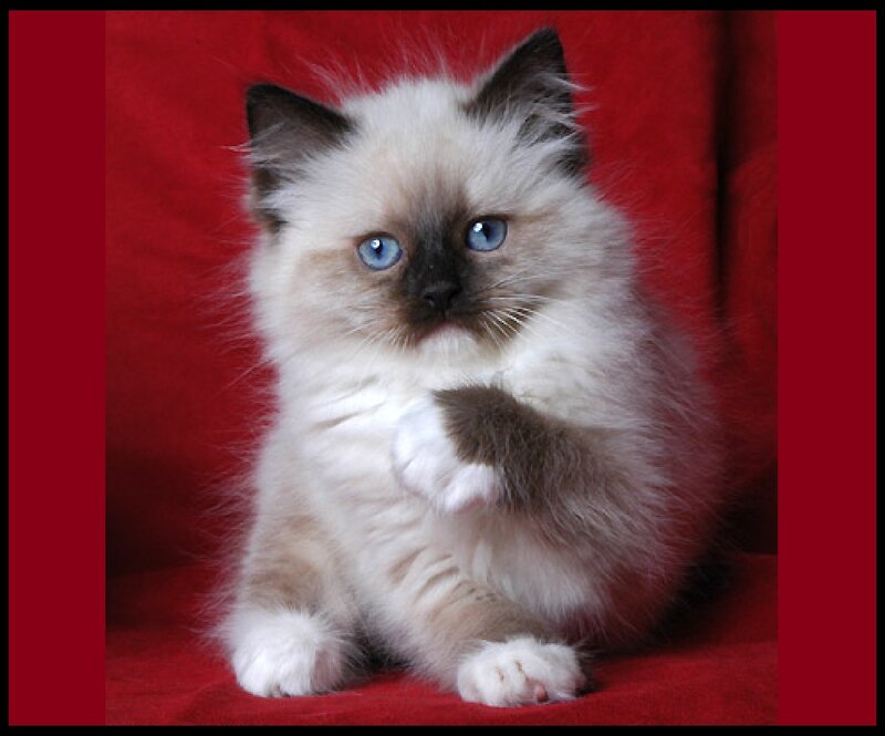 Fluffy Kitten with Blue Eyes — Red, Calm