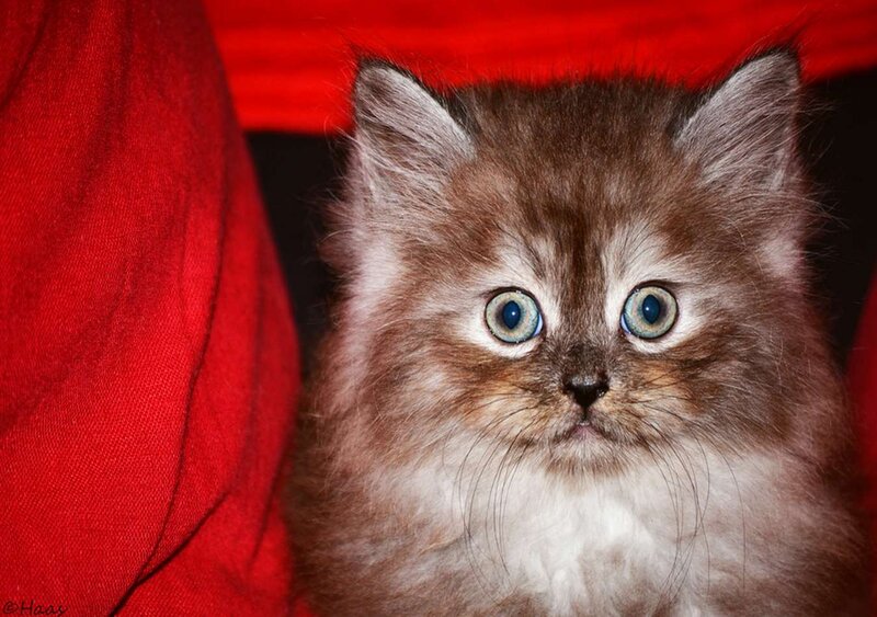 Fluffy Kitten with Blue Eyes — Red, Innocent