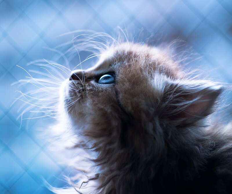 Fluffy Kitten with Blue Eyes — Serene, Photograph