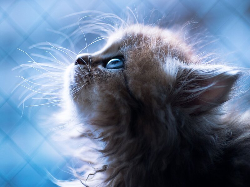 Fluffy Kitten with Blue Eyes — Serene