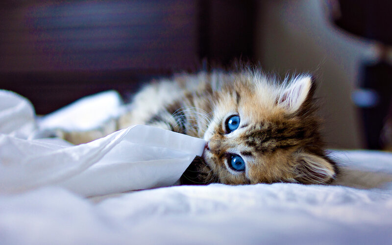 Fluffy Kitten with Blue Eyes — White, Calm, Photograph, Bed