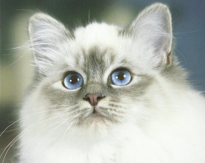 Fluffy Kitten with Blue Eyes — White, Calm, Photograph, Blue Eyes