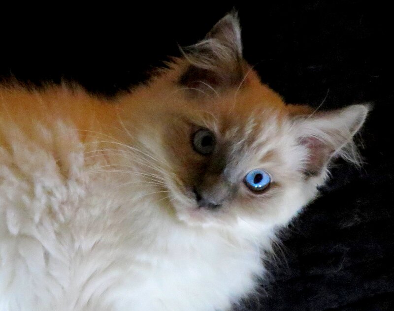 Fluffy Kitten with Blue Eyes — White, Calm, Photograph, Cat, Fur