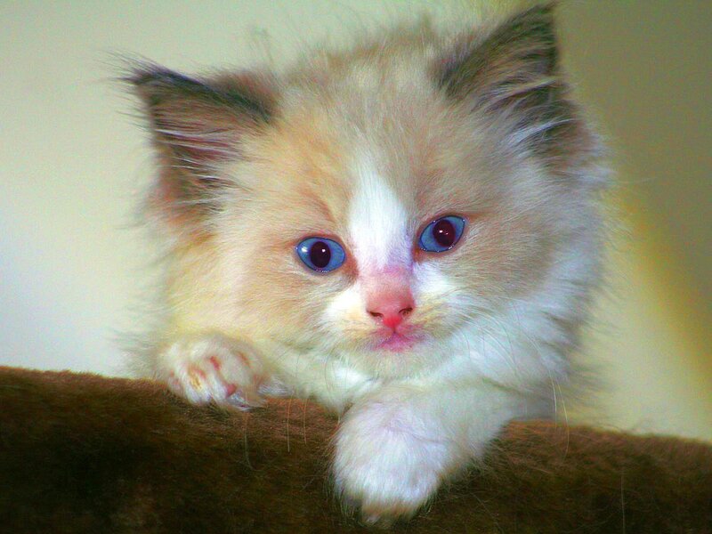 Fluffy Kitten with Blue Eyes — White, Calm, Photograph, Cat, Paw, Surface, Cream