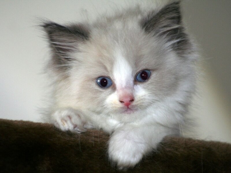 Fluffy Kitten with Blue Eyes — White, Calm, Photograph, Cat, Paw