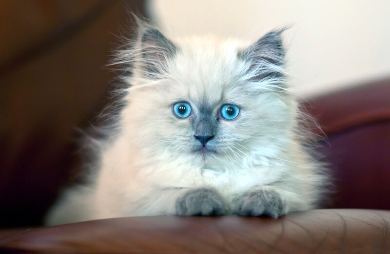 Fluffy Kitten with Blue Eyes — White, Calm, Photograph, Couch