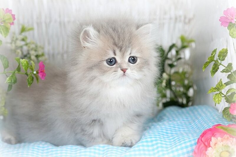 Fluffy Kitten with Blue Eyes — White, Calm, Photograph, Flowers, Blue Blanket