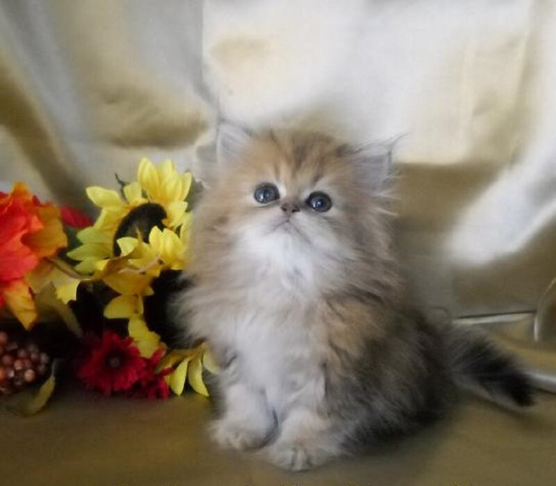 Fluffy Kitten with Blue Eyes — White, Calm, Photograph, Flowers, Fabric