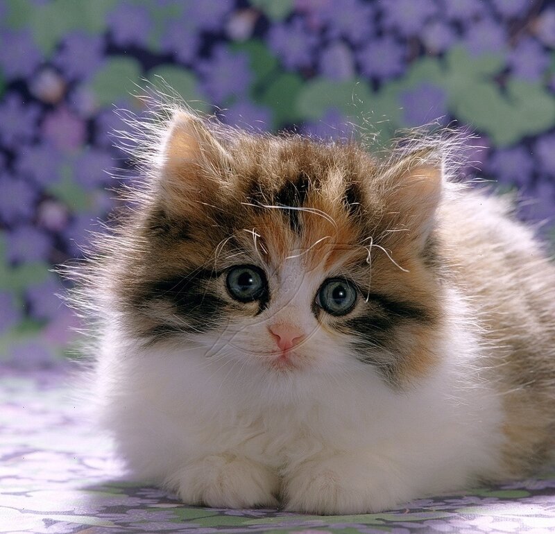 Fluffy Kitten with Blue Eyes — White, Calm, Photograph, Flowers, Patterned Surface