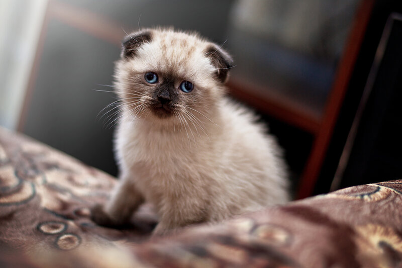 Fluffy Kitten with Blue Eyes — White, Calm, Photograph, Patterned Fabric