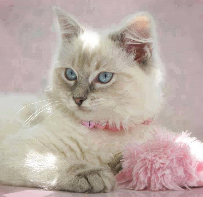 Fluffy Kitten with Blue Eyes — White, Calm, Photograph, Pink Collar