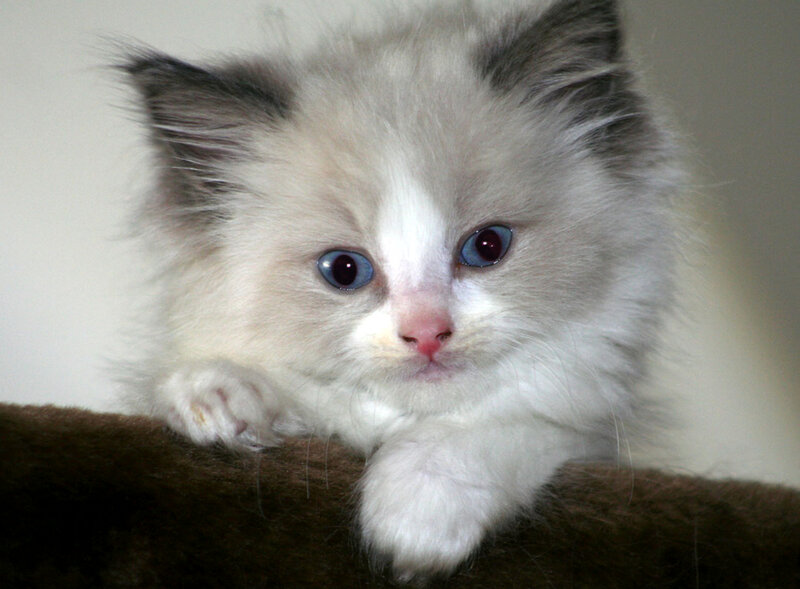 Fluffy Kitten with Blue Eyes — White, Calm, Photograph
