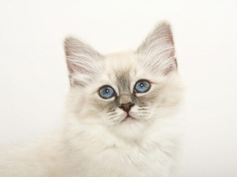 Fluffy Kitten with Blue Eyes — White, Calm