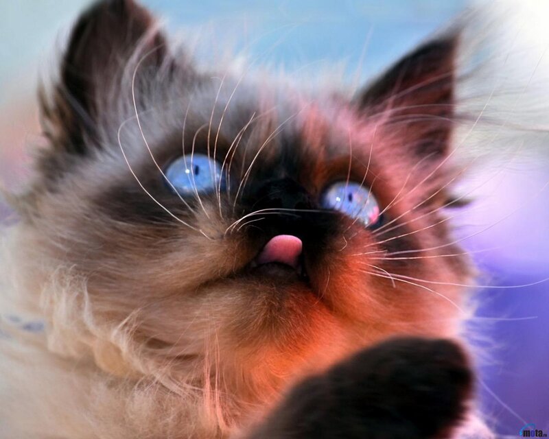 Fluffy Kitten with Blue Eyes — White, Curious, Photograph