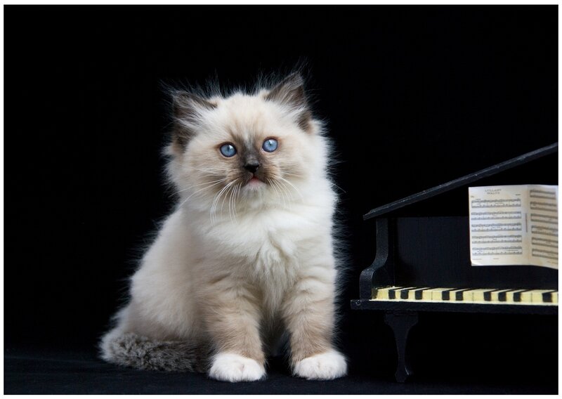 Fluffy Kitten with Blue Eyes — White, Dramatic