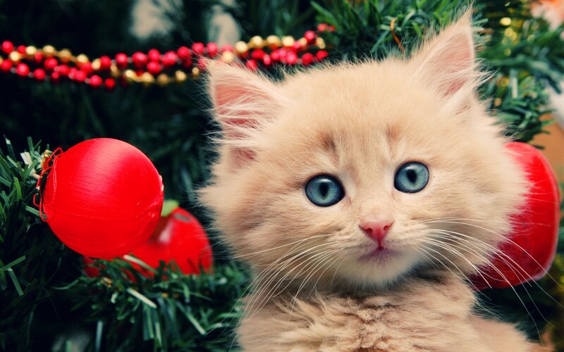 Fluffy Kitten with Blue Eyes — White, Festive