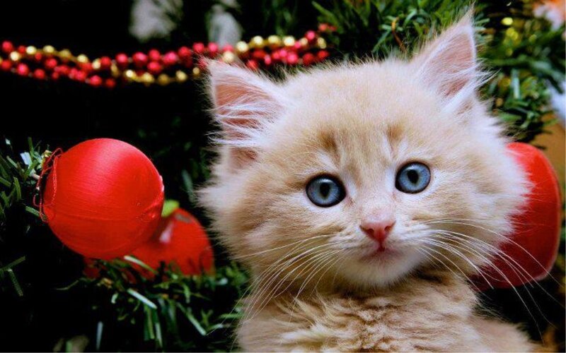 Fluffy Kitten with Blue Eyes — White, Festive, Winter