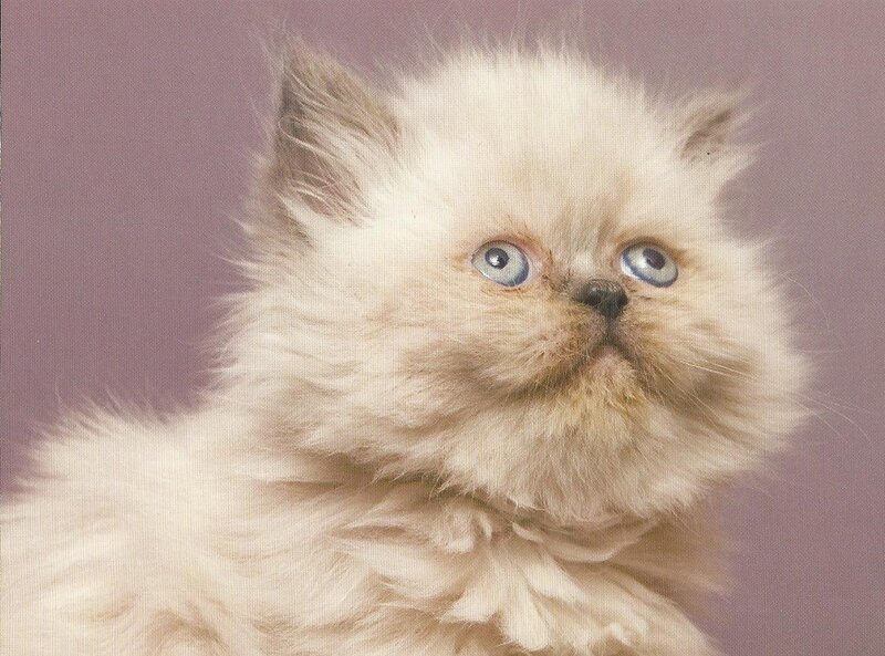 Fluffy Kitten with Blue Eyes — White, Innocent, Photograph
